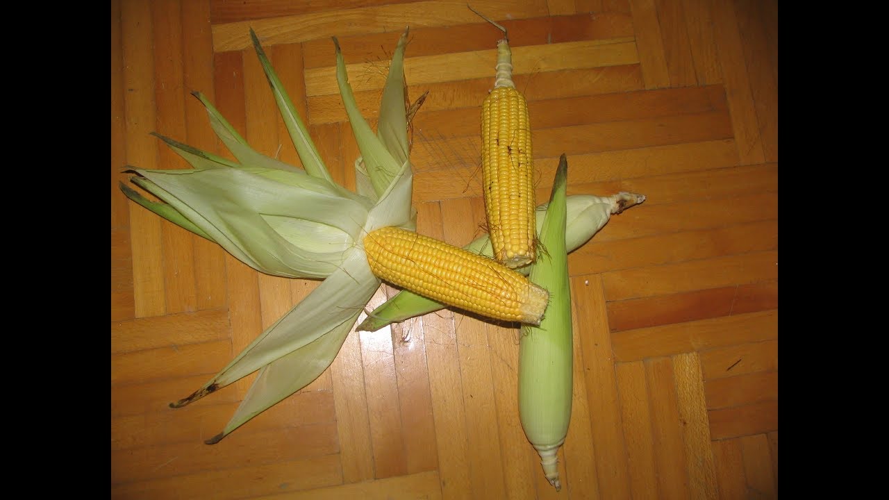 Tohumluk mısır #Zea Mays # nasıl bırakılır ve &ccedil;imlendirilir  ??? - 1 -