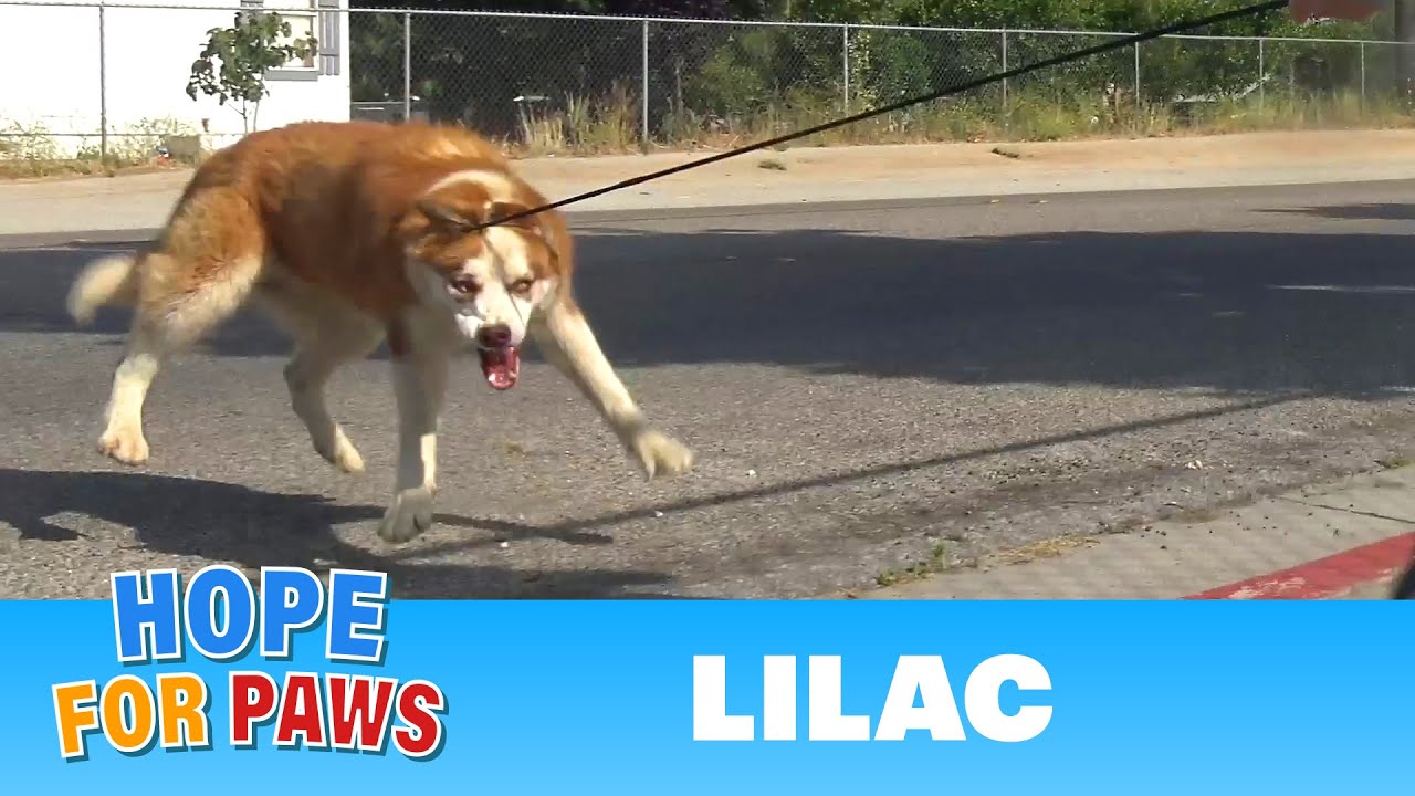 Homeless, injured, scared to trust humans, but then things took a sharp turn! #dogrescue