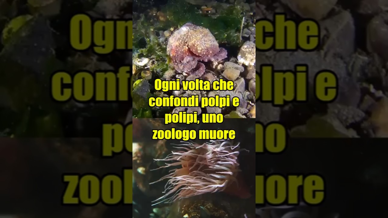 Polpo o polipo? Ecco perch&eacute; sbagliamo sempre!