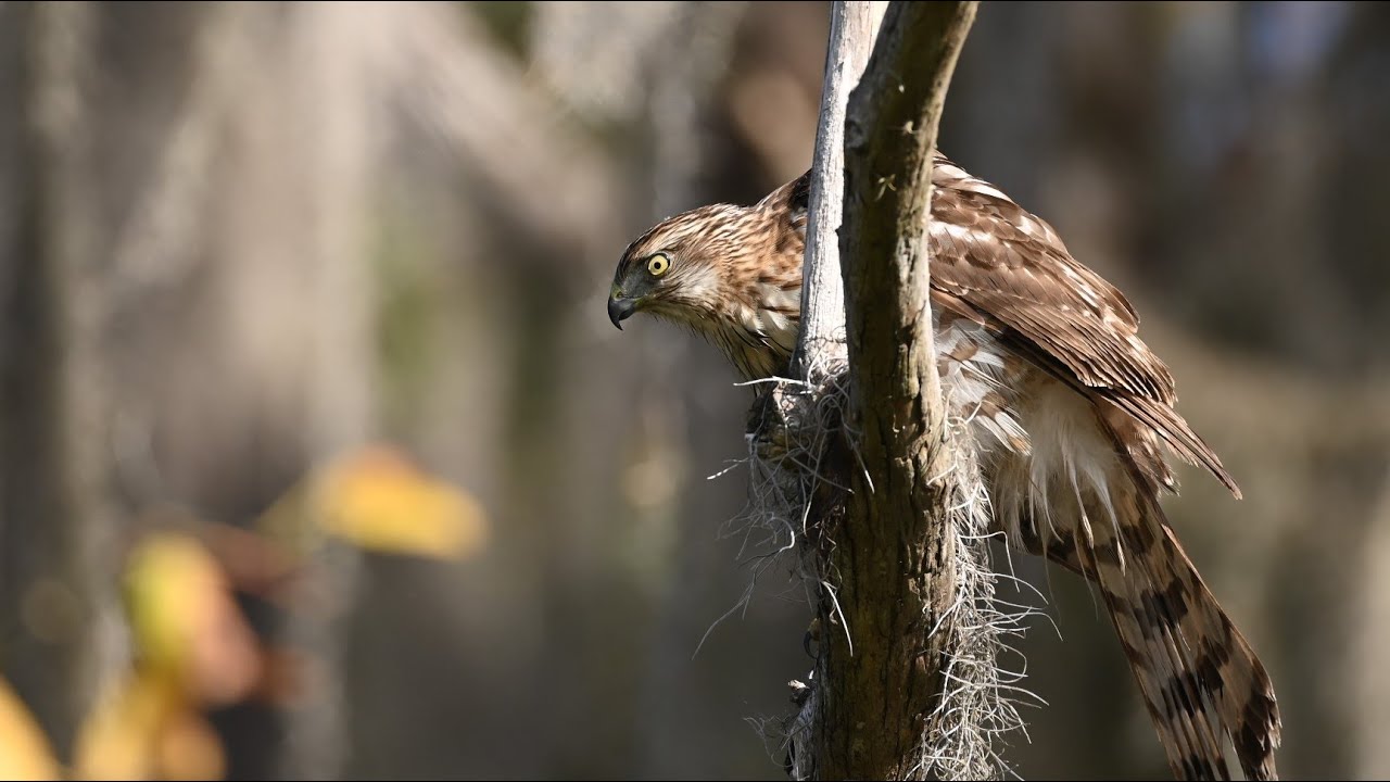 Sweetwater Wetlands Park: November & December 2022