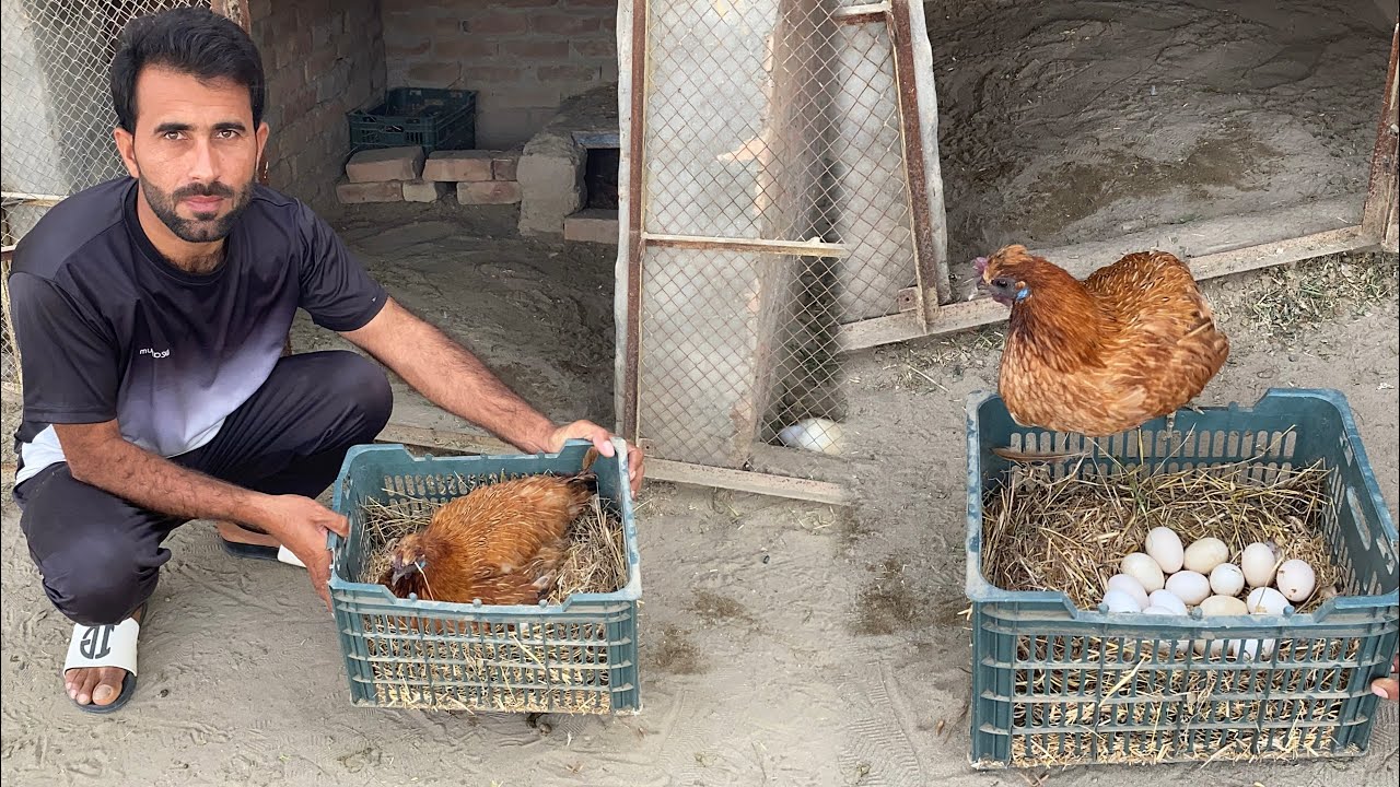 Murgi Kurak pa Betha Di 🐣 White Silky eggs pa Murgi Betha Di 🐓Pets Lover in Punjab 
