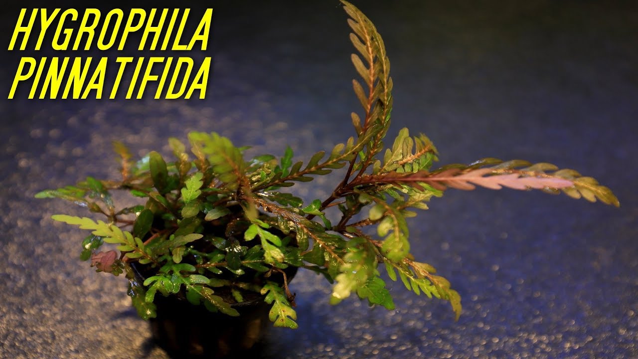 Beginner Aquarium plants, that experts use! Hygrophila Pinnatifida