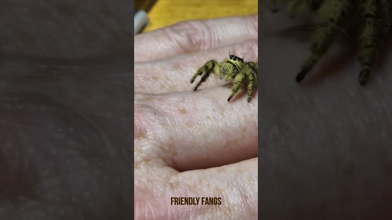 Meet Anne, our adorable eyelash jumping spider – a beautiful Phidippus regius regal jumper!