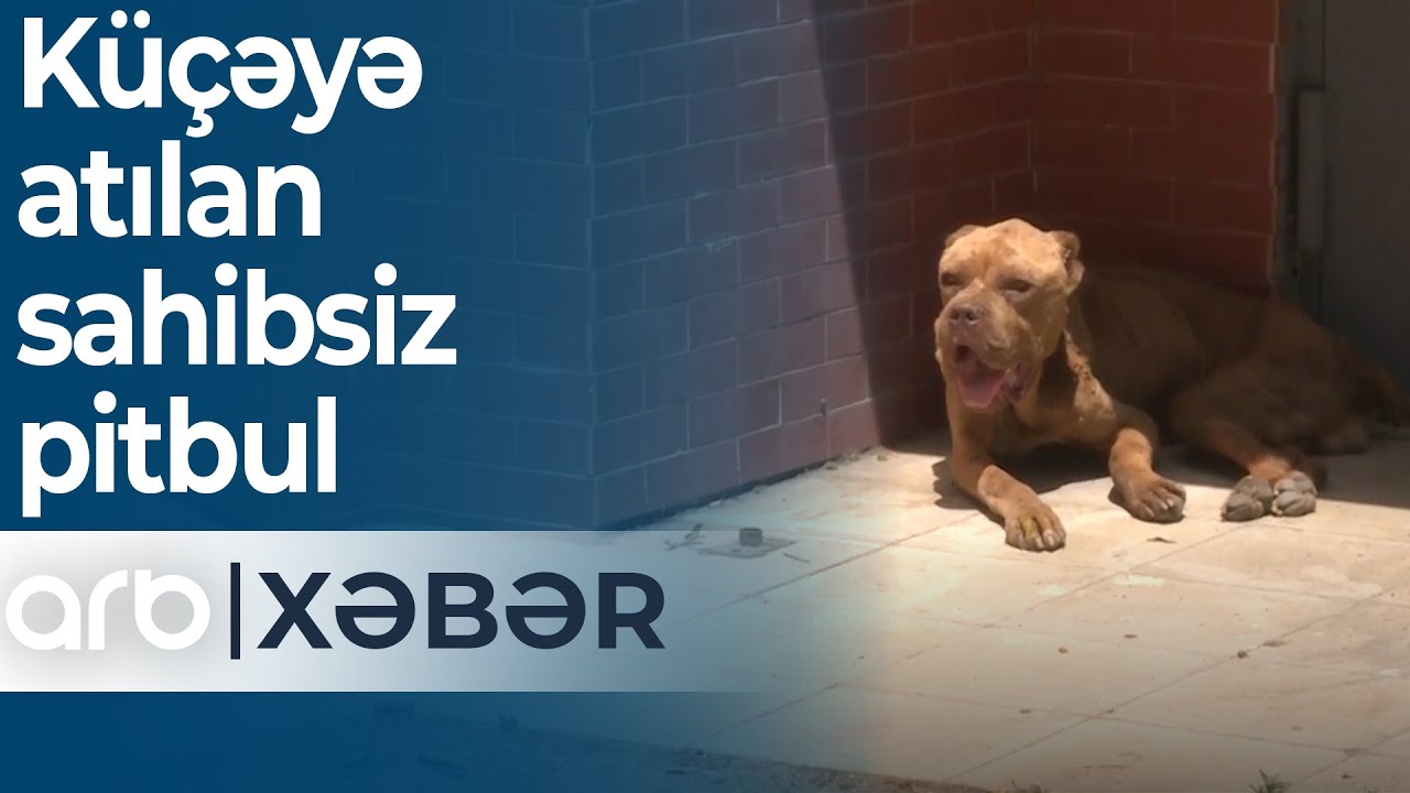 Küçəyə atılan sahibsiz pitbul: İtin qorxusundan sakinlər küçəni keçə bilmir – ARB Xəbər