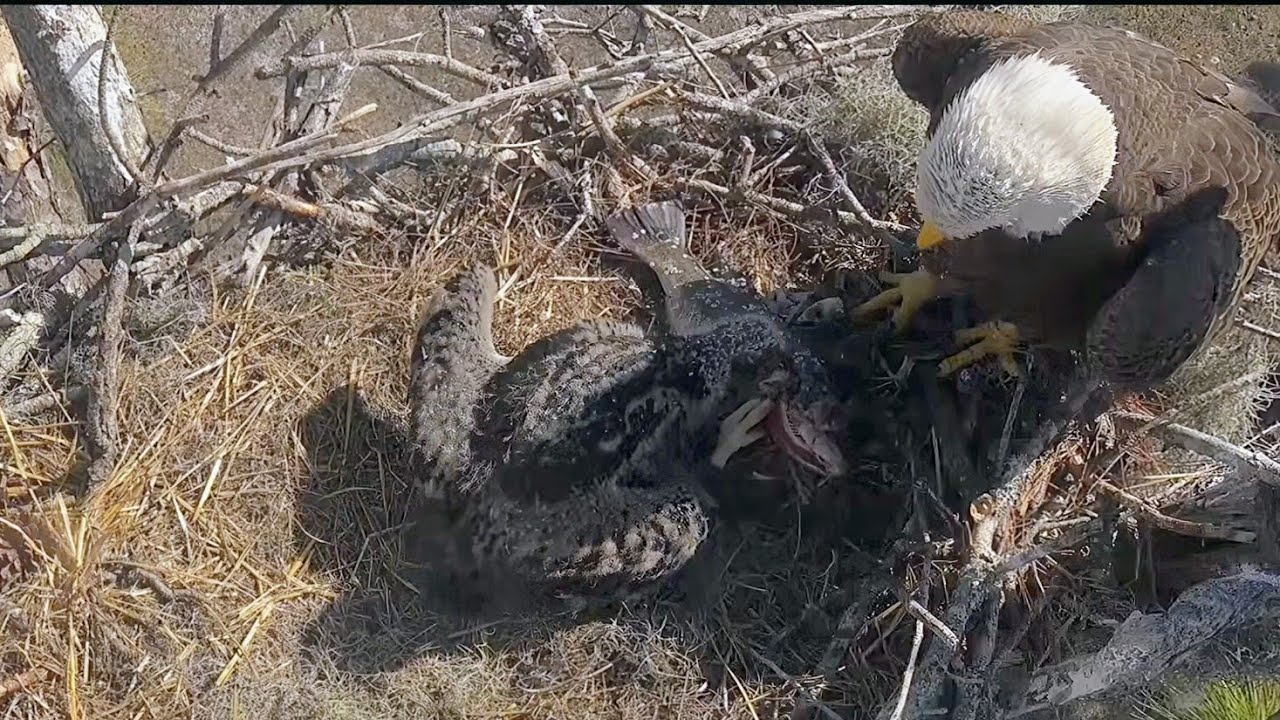 SWFL EAGLE CAM 2026.1.22 F23 watches over E26 practising self-feeding.