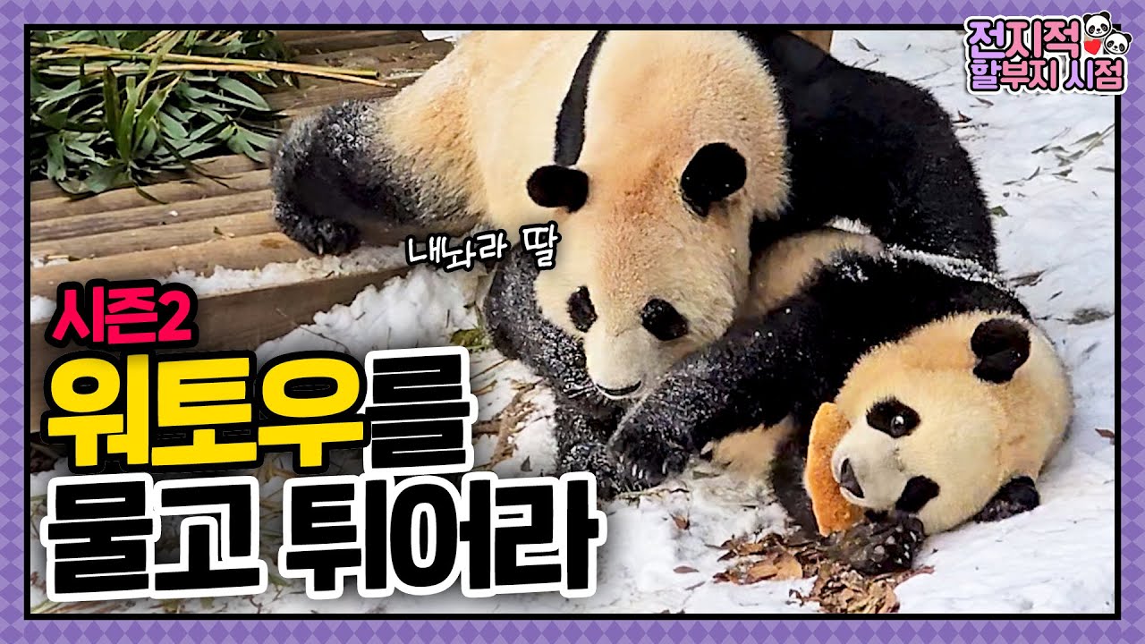 [Взгляд всезнающего дедушки] эп.207 🚨Руи пойман на краже маминого воту!🚨 │ Мир панд