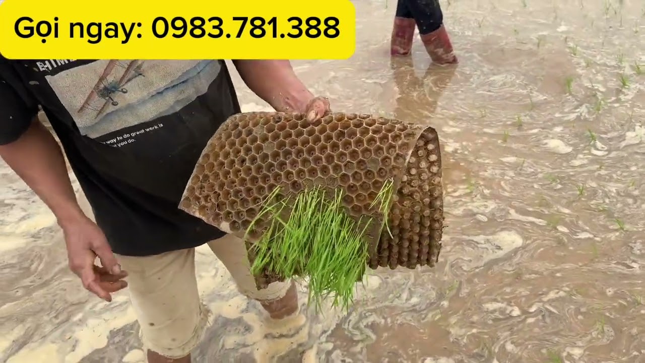 Đi cấy bằng phương pháp cấy mạ khay vừa nhanh vừa nhàn lại vừa năng xuất 