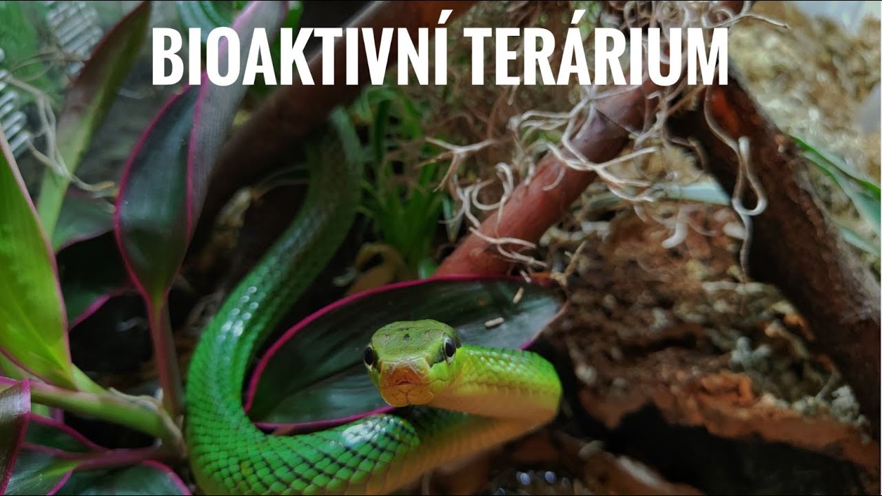 Příprava prvního Bioaktivního Terária