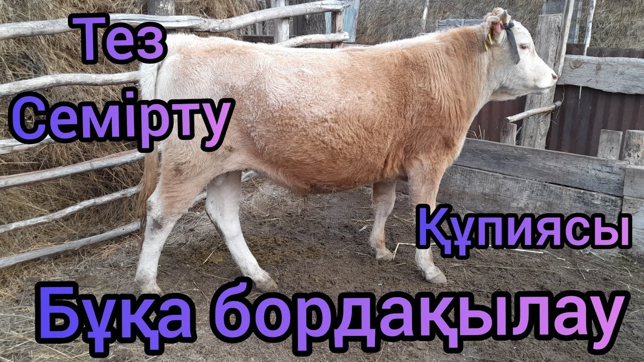 ЕҢ ПАЙДАЛЫ КӘСІП.Бұқа бордақылау.Артық шығынсыз тез семірту әдісі.Осындай бұқа ұстаған тиімді