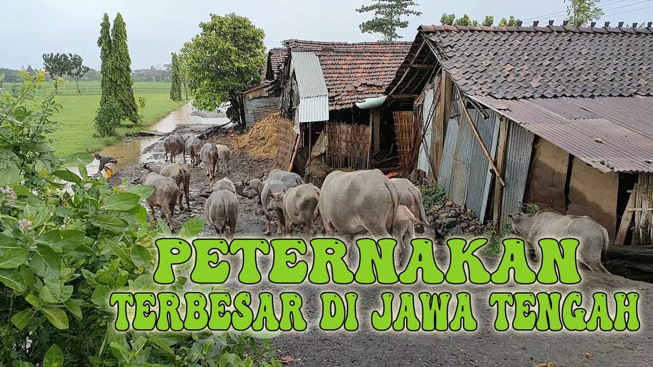 PETERNAKAN TERBESAR DI JAWA TENGAH BERADA DI DESA GUWO JEPARA
