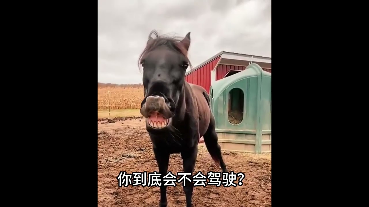 人類用鞭子抽馬，馬為什么不攻擊人類，反而乖乖的讓人騎？ 