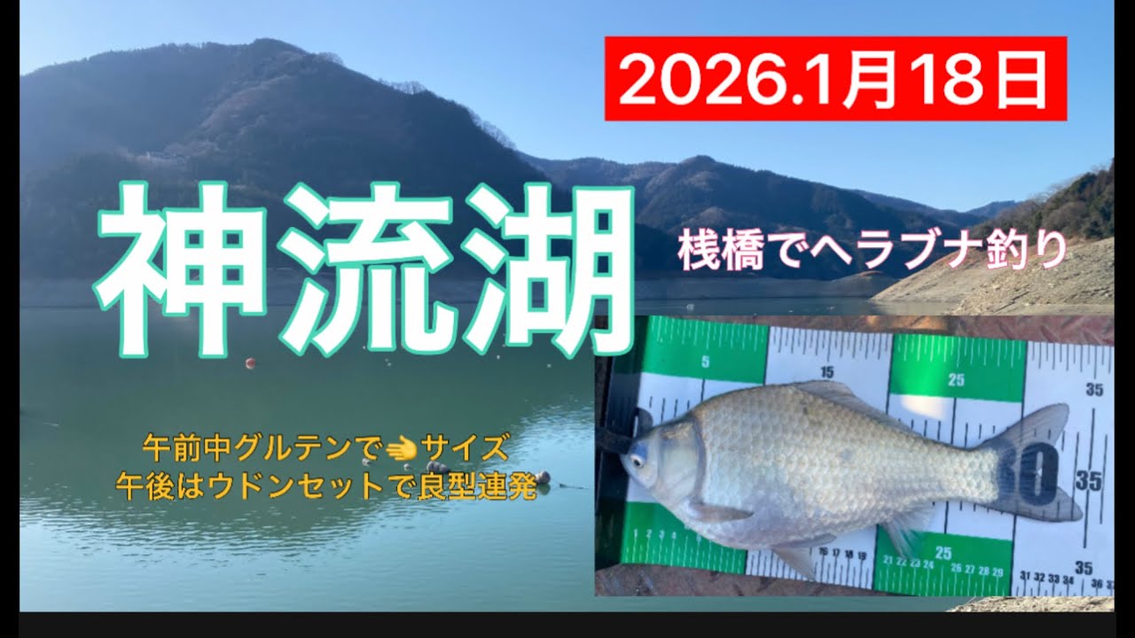 2026.1月18日.神流湖桟橋ヘラブナ釣り！　#釣り #へらぶな釣り #サンライン #神流湖 