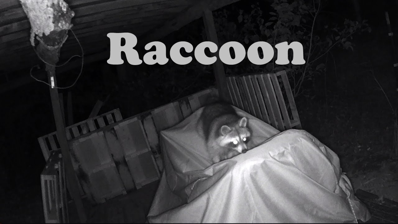 Surveillance Camera 2025  RACCOON!!!  Flying Squirrel??? I was not expecting this.