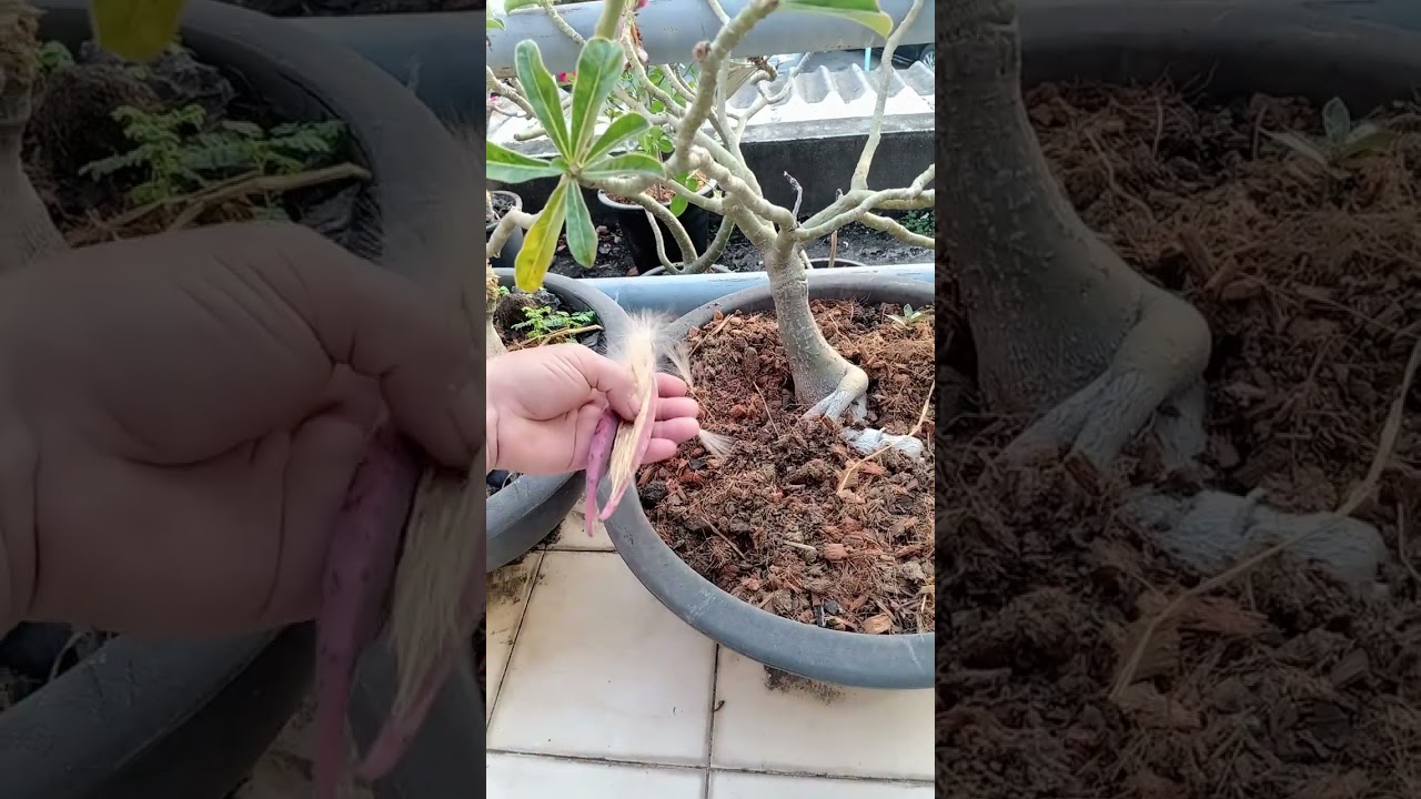ชมชวนชม​ตอนเช้า​ครับ​เพื่อน​ๆ​