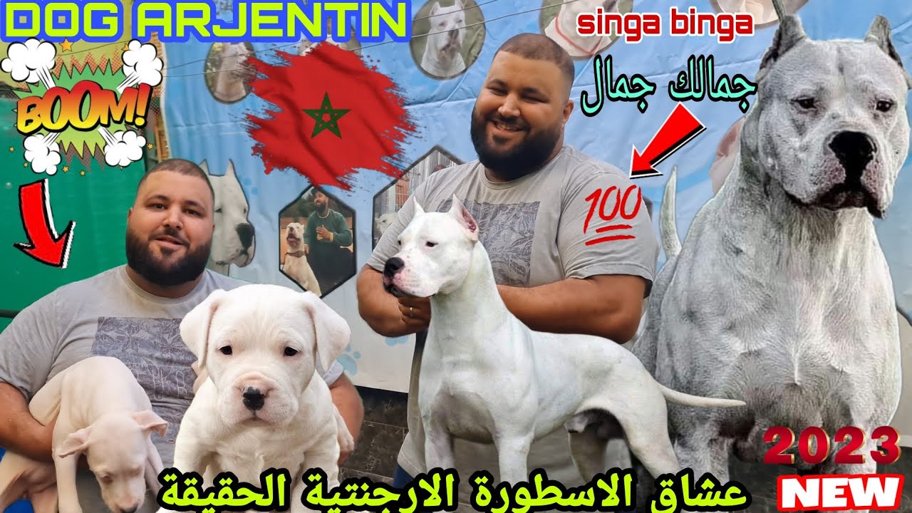 عشاق الاسطورة #dog arjentin 🇦🇷🇦🇷الحقيقة🤔 مع الولوع ramo 🎖 احسن الكلاب ديال بصح 🏆وجمالك جمالك كاين 😱👌