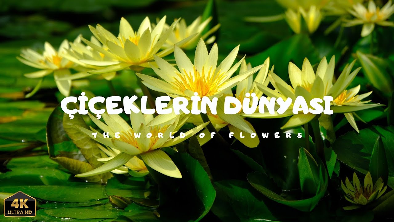 🌸 Çiçeklerin Dünyası | The World of Flowers – Bölüm 1 ✨🌼