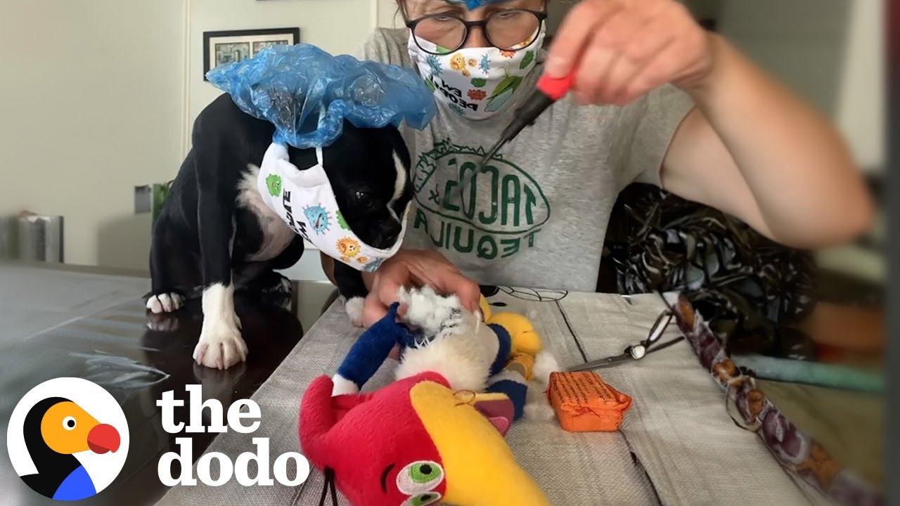 Woman Performs Surgery On Her Dog’s Favorite Toy To Bring Him Back To Life | The Dodo