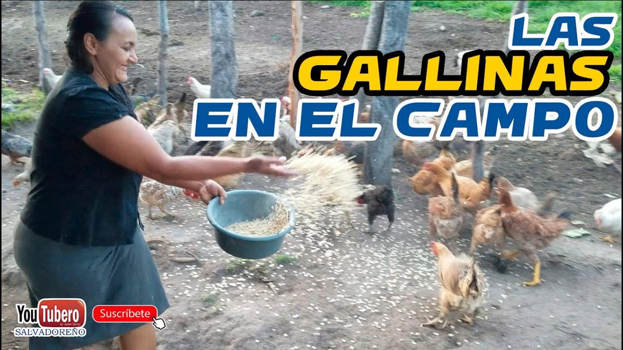 dandole de comer a las Gallinas en su patio | vida en el campo