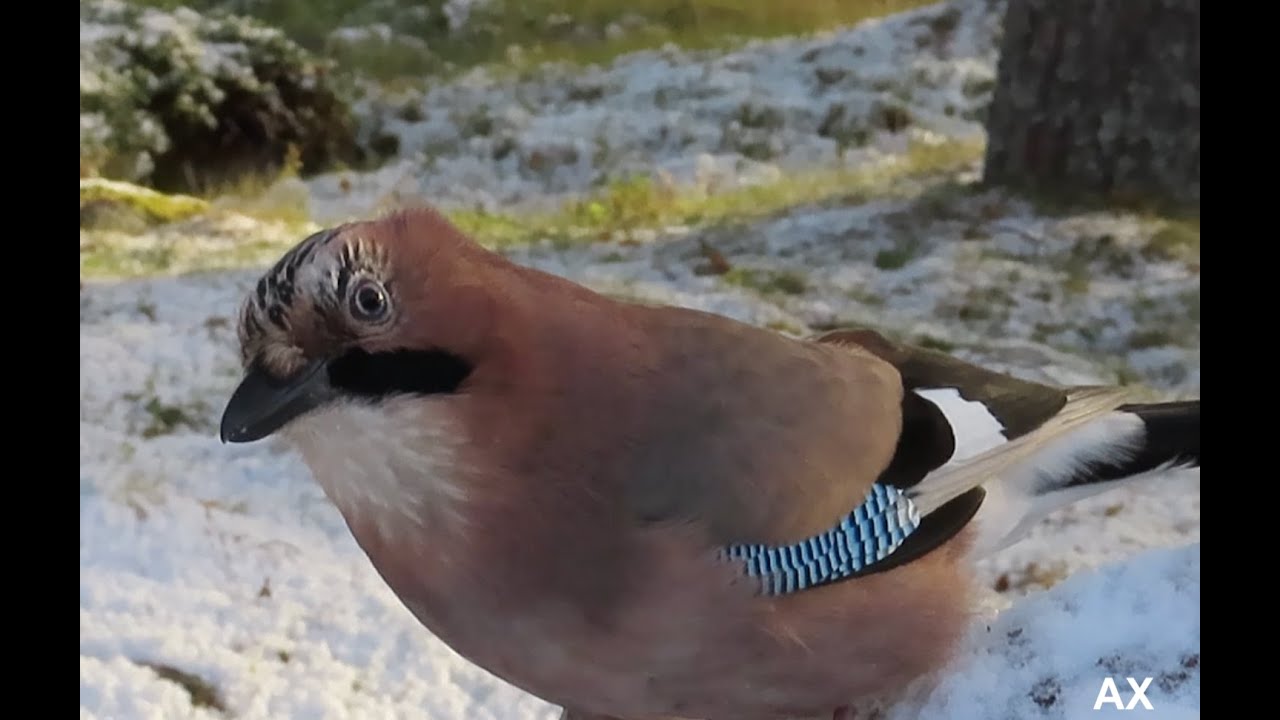Nötskrika - eurasian jay - Garrulus glandarius
