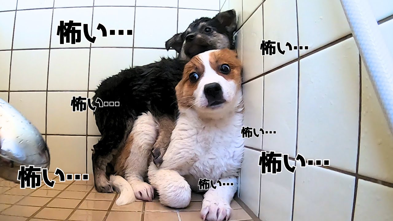 【野犬の子犬】初めてのシャンプーにビビりまくり