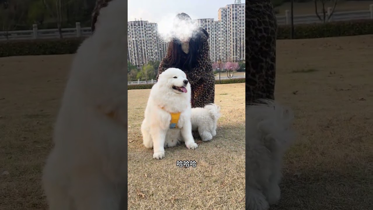From Paws to Play: A Heartwarming Journey of Raising a Samoyed Cub