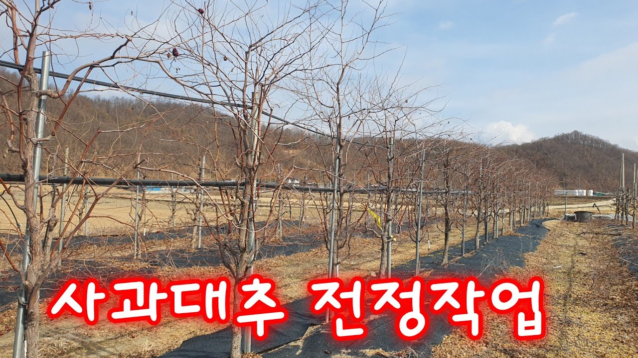 사과대추 전정작업 