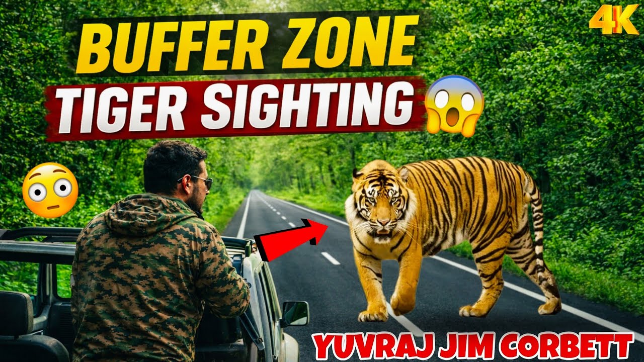 Tiger Sighting 😱 Buffer Zone Main Safari k Baad Bna Mahool 🔥 #yuvrajjimcorbett 