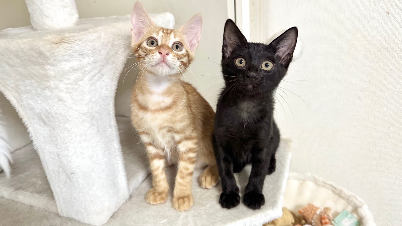 里親さまの元へ出発‥その後のママ猫の姿に胸を打たれる【ラプ保護物語】Kitten starting a new life in a foster home 子猫
