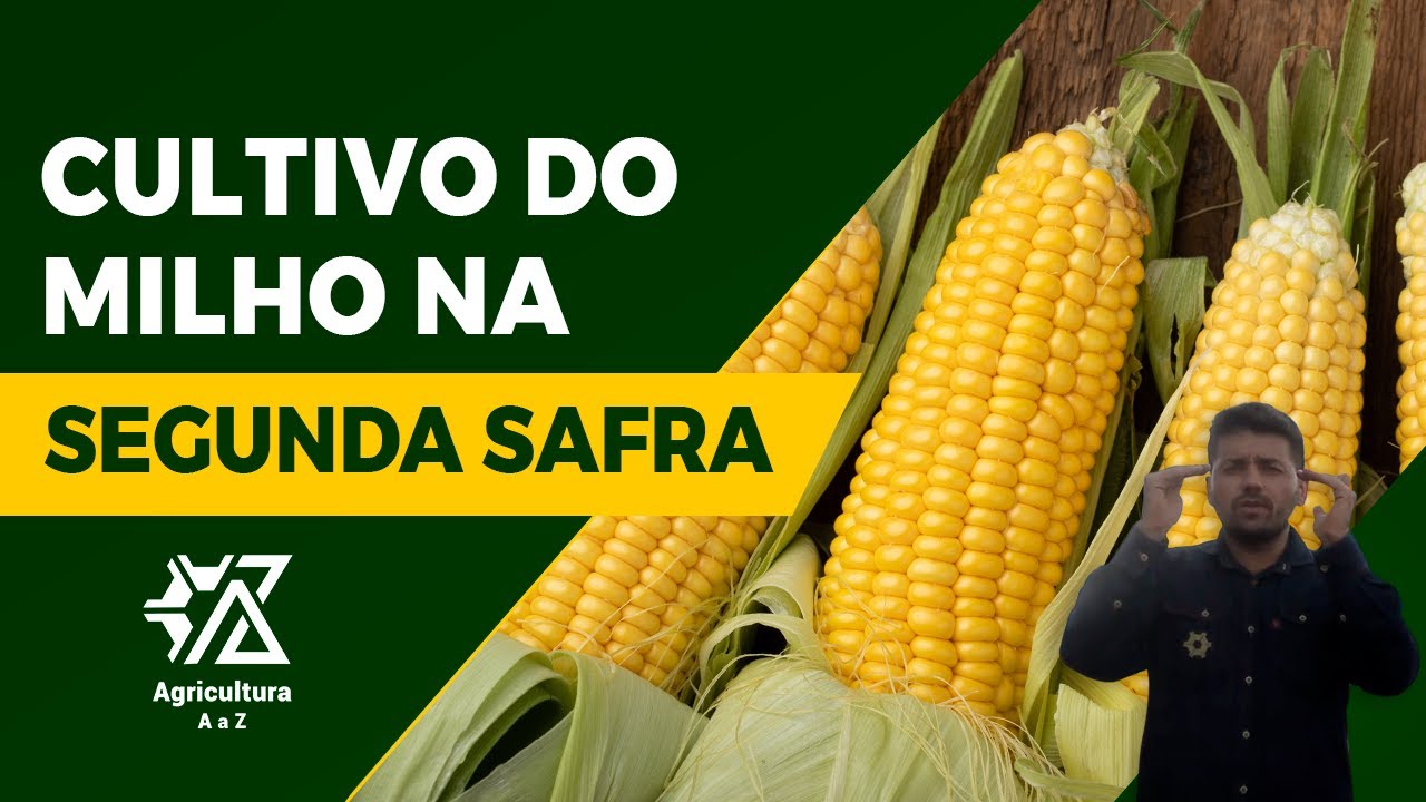 O Segredo para Altas Produtividades no Milho Safrinha &ndash; Parte 1