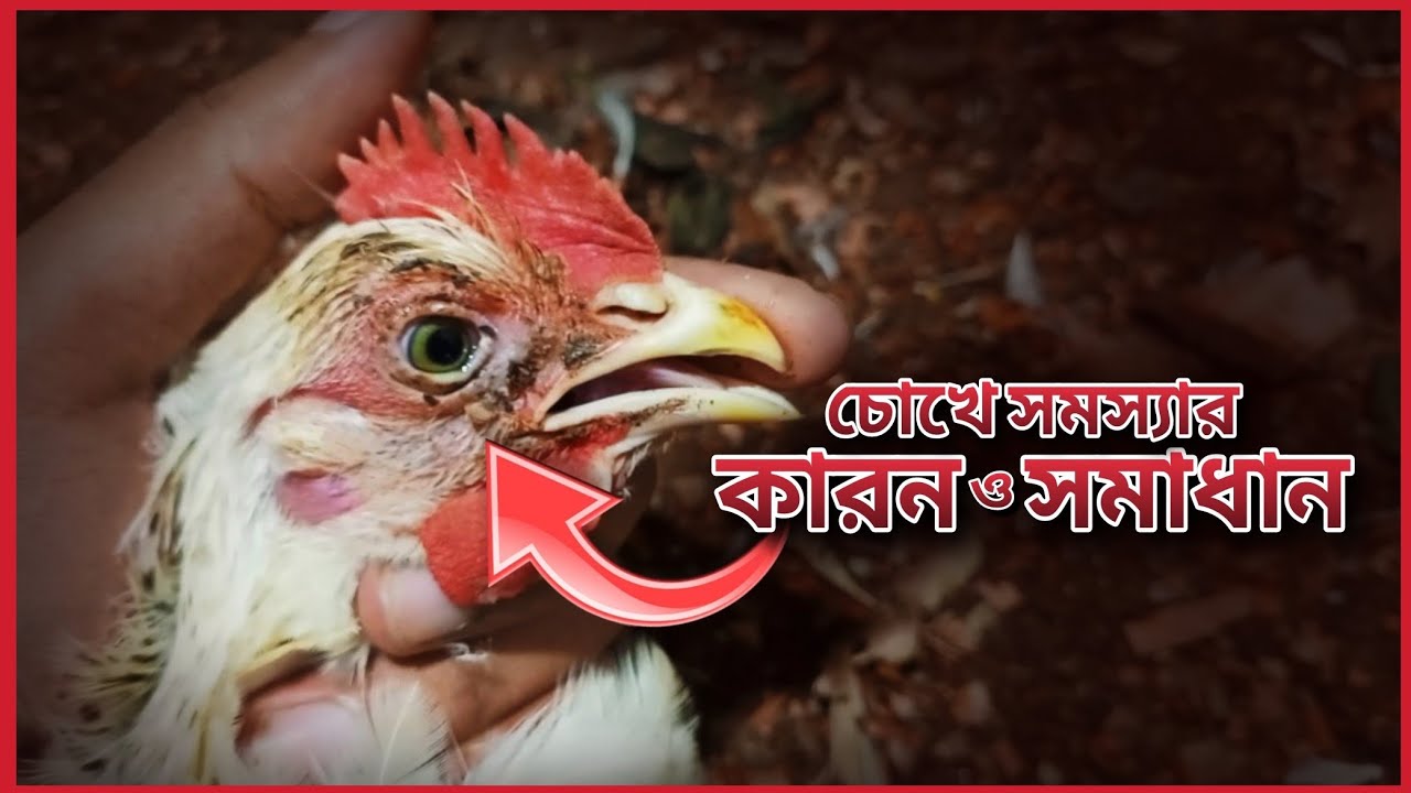মুরগির চোখে সমস্যার কারন ও সমাধান.!!🦃💉মুরগর চোখ ফুলে গেছে, পানি পড়ে?? সমাধান জেনে নিন.!!😏🦃