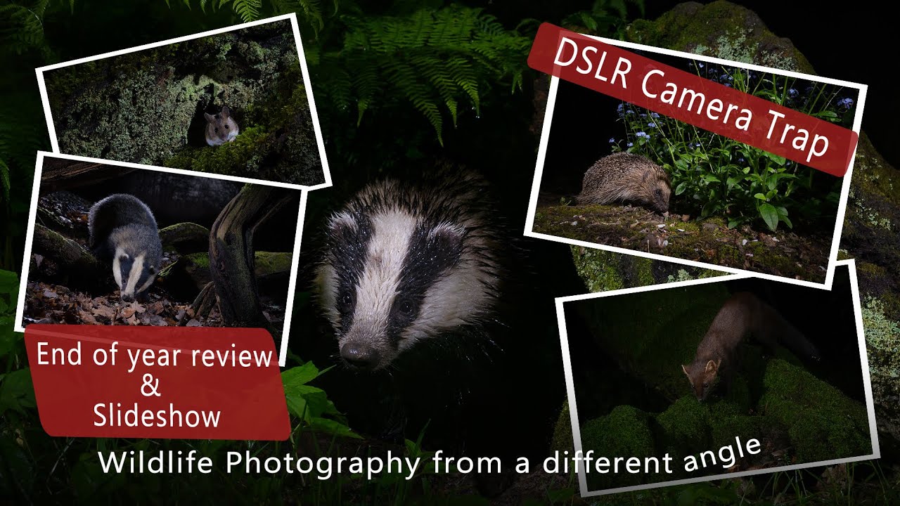 DSLR Camera trap - End of year review and slideshow