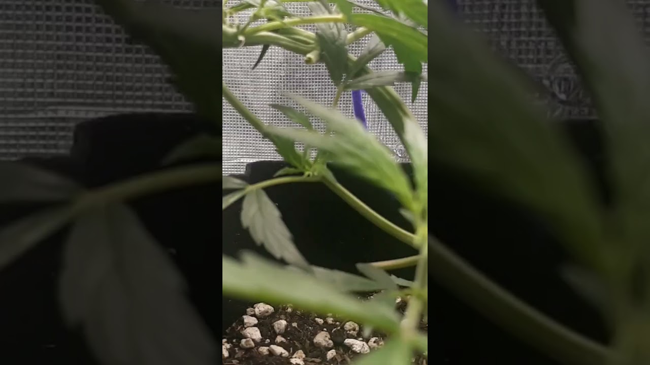 Banshee Auto A+K Lemon Haze x OG Kush mars hydro 2x2 tent