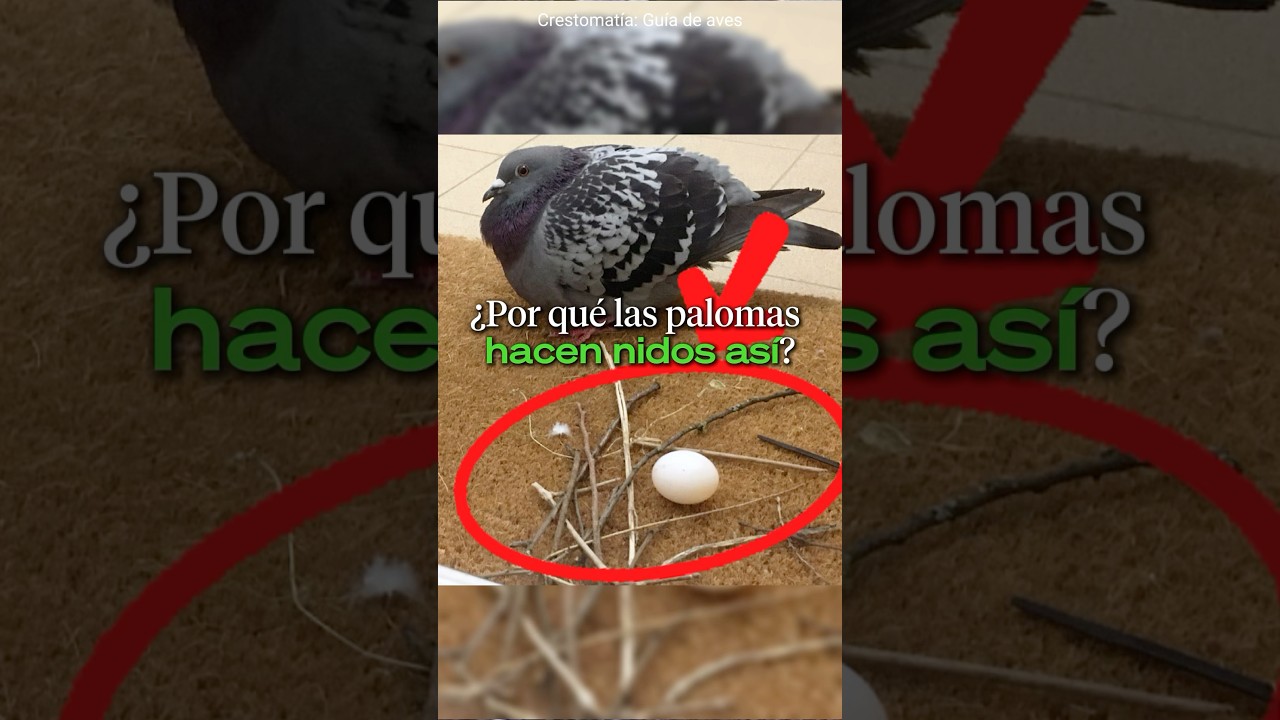 Este es un NIDO DE PALOMA 🥚 &iquest;por qu&eacute; se ve as&iacute;? #viralvideo #datoscurisos #aves #animales #paloma