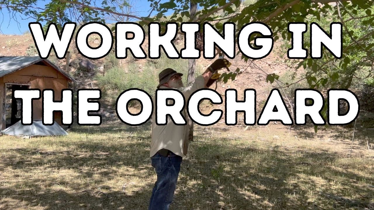 Working in the Orchard