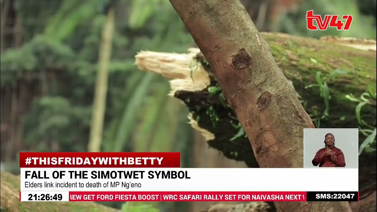 Kericho Mourns | Simotwet tree falls, elders link to MP Ng’eno’s death