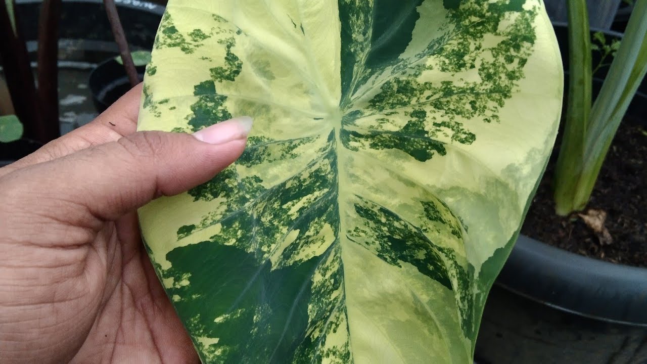 Jual Colocasia Yellow Splash | Colocasia Varigata | Detail Colocasia Prospek