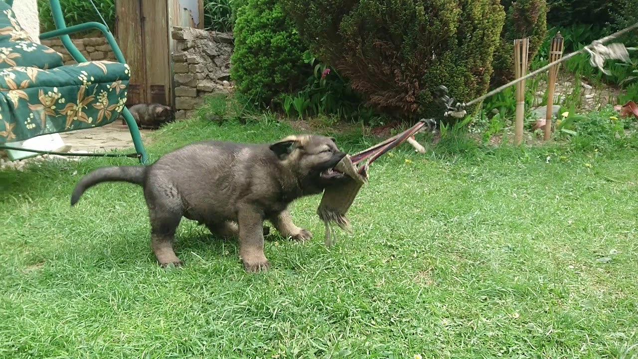 Šteniatka 2018 Elite Hanmark x Goran Eqidius