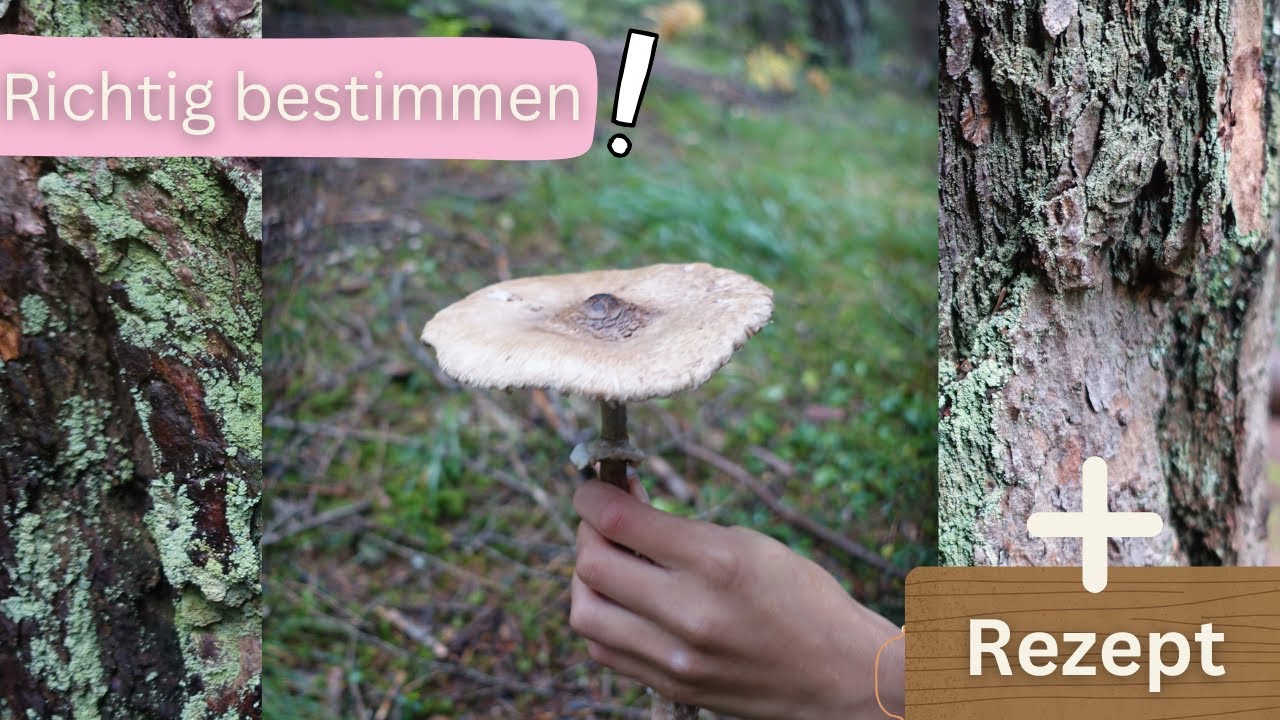 Parasol richtig bestimmen + Verwechslungen und Rezept
