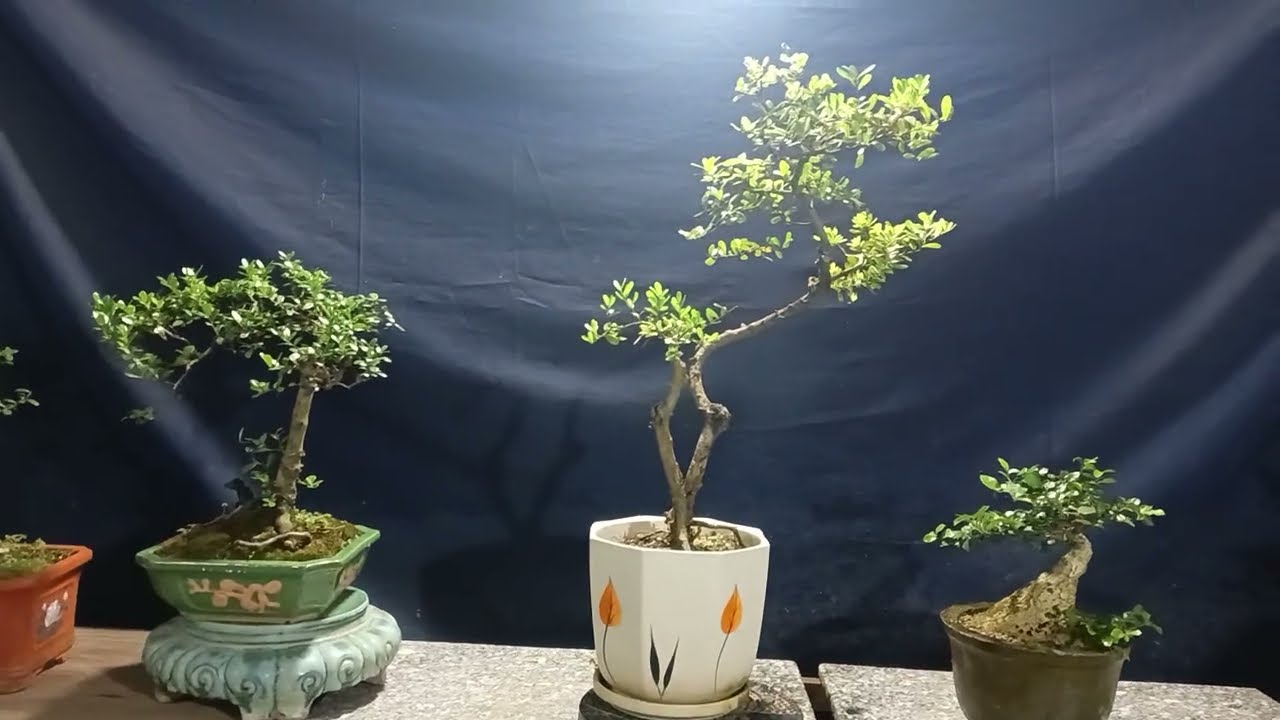 8/3 Giao lưu bonsai mini giá rẻ ( duối, hải châu). Đt:0382245732