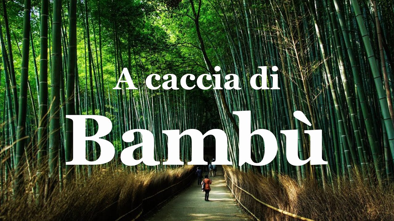 A caccia di bambù