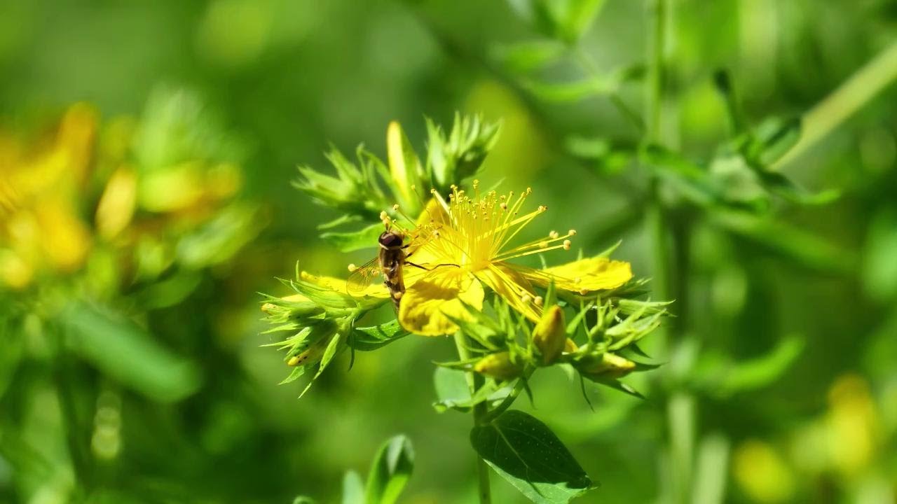 Natura, le cinque minacce per la biodiversità: così possiamo fermarle