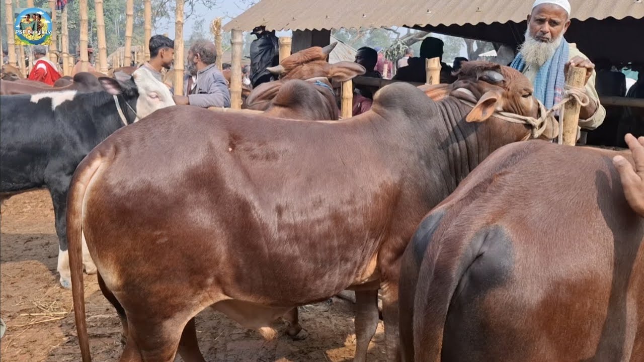 @ 29/1/2026|| খামার উপযোগী ষাঁড় গরুর দাম আমবাড়ী হাটে||