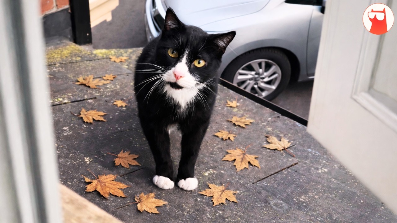 This Rescue Cat Was Quiet for Weeks, Now He Won’t Stop Talking to Everyone