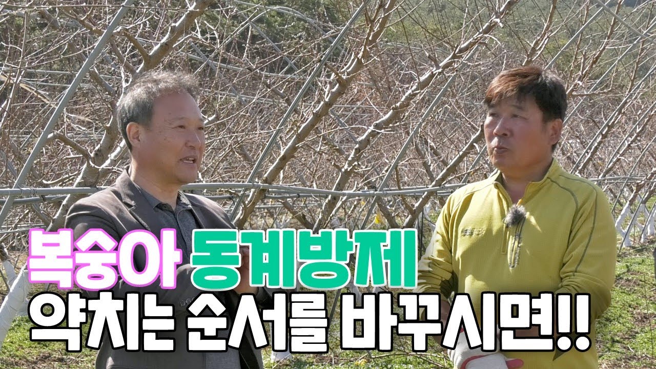 복숭아 동계방제 약치는 순서를 바꾸면 어떻게 될까?