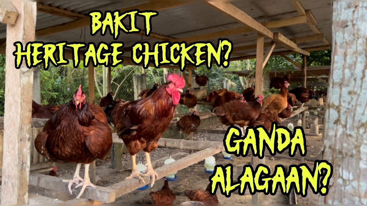 KAGANDAHAN SA PAG ALAGA NG HERITAGE CHICKENS! 