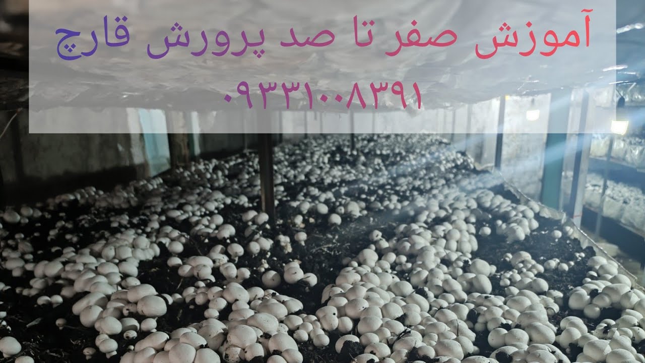 آموزش پرورش قارچ