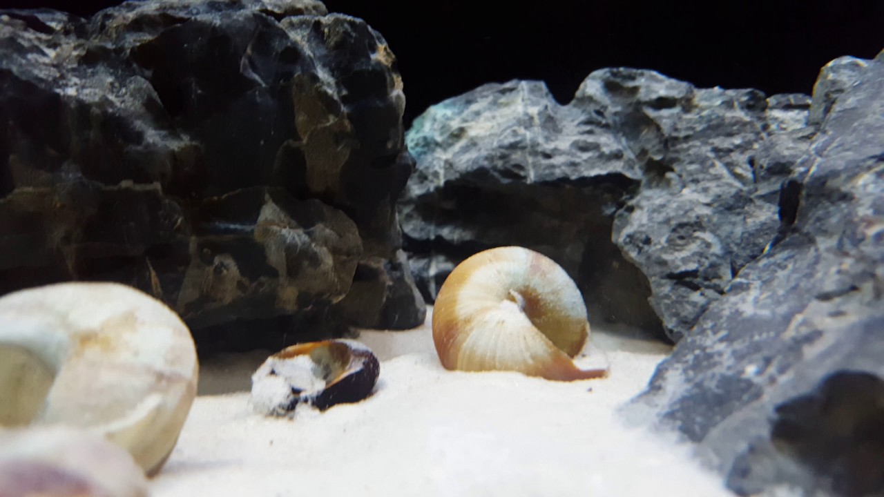 N.Helianthus and other small tanganyikan cichlids.
