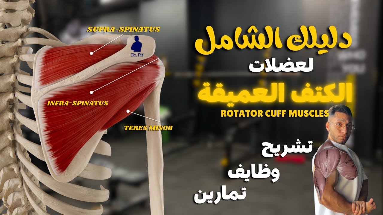دليلك الشامل لعضلات الكتف العميقة | Rotator Cuff Muscles Anatomy and Workouts 👌✨