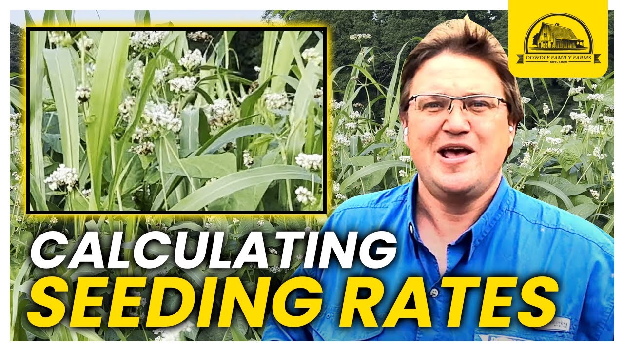 Determining Seeding Rates in Diverse Cover Crops for Grazing and Soil Health