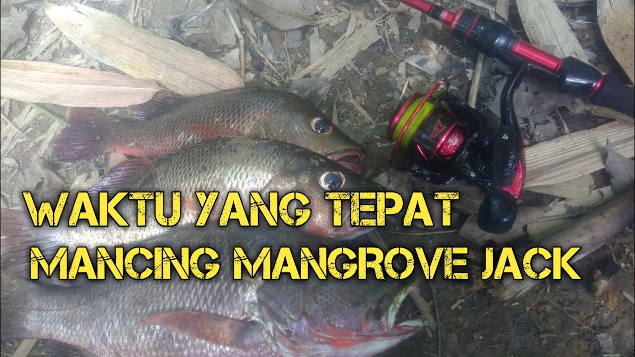 WAKTU YANG TEPAT MANCING MANGROVE JACK/KAKAP BAKAU